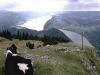 les vaches au dessus du Lac de Joux 1.jpg